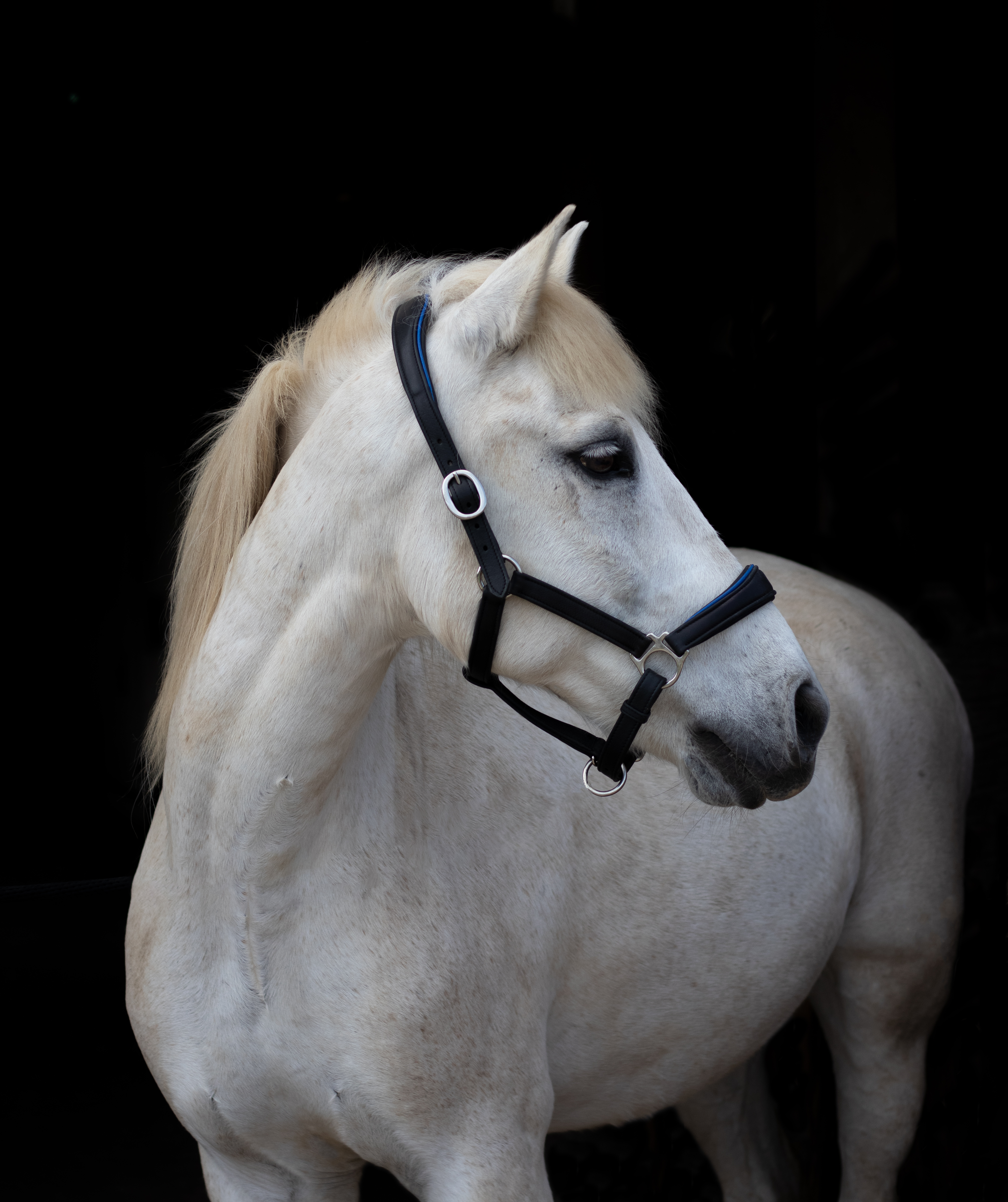 Photo fond noir photographe cheval