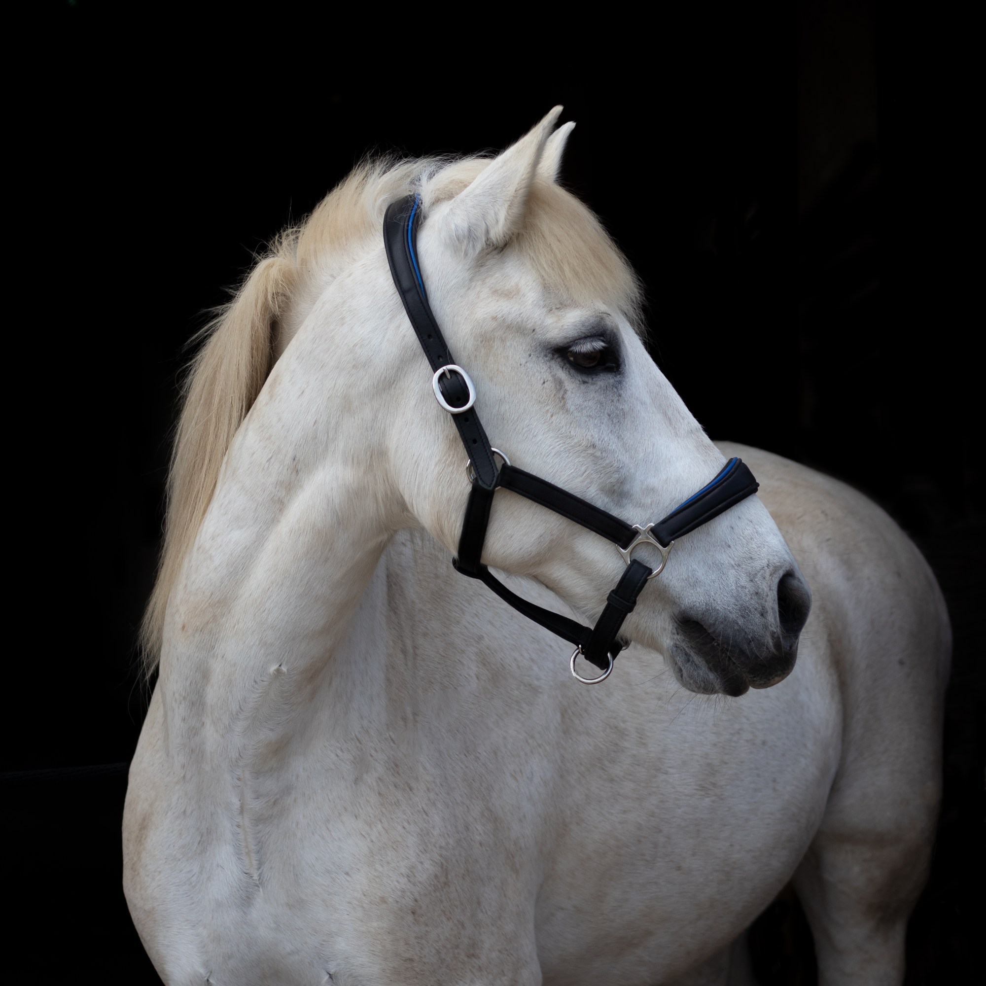Photo fond noir photographe cheval