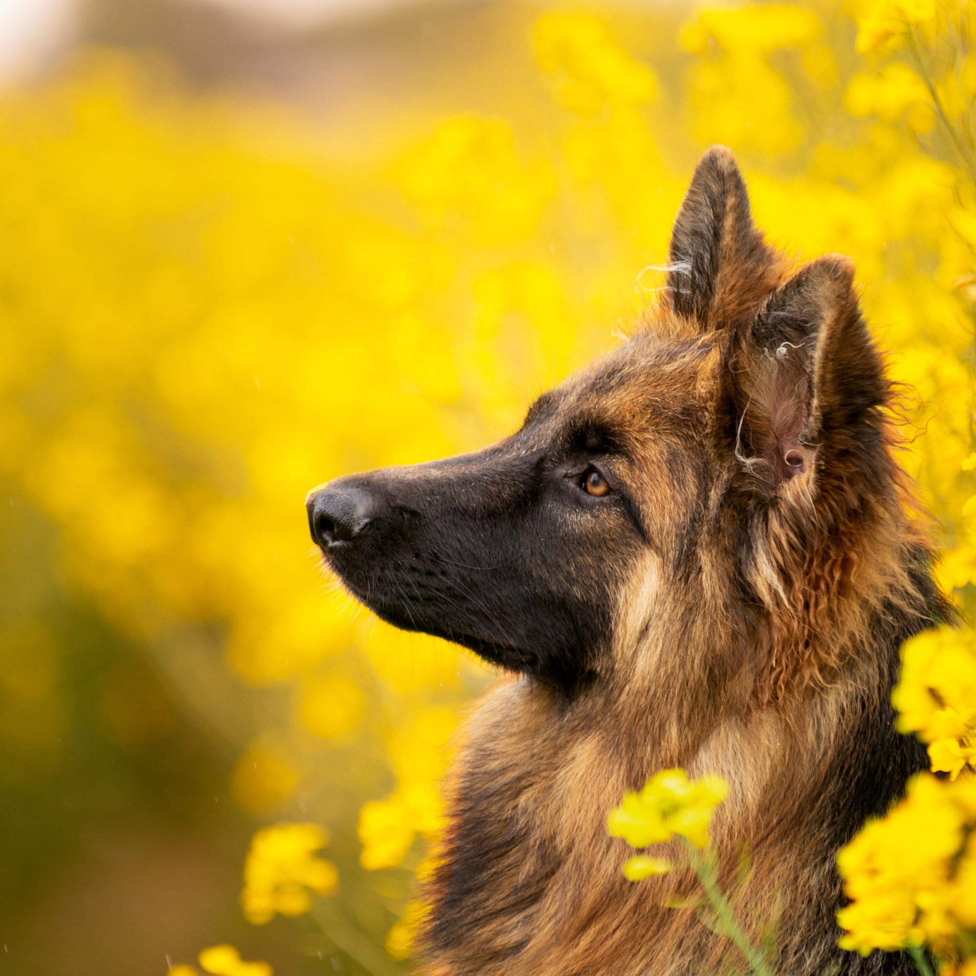 Photographe chien chat Normandie Eure