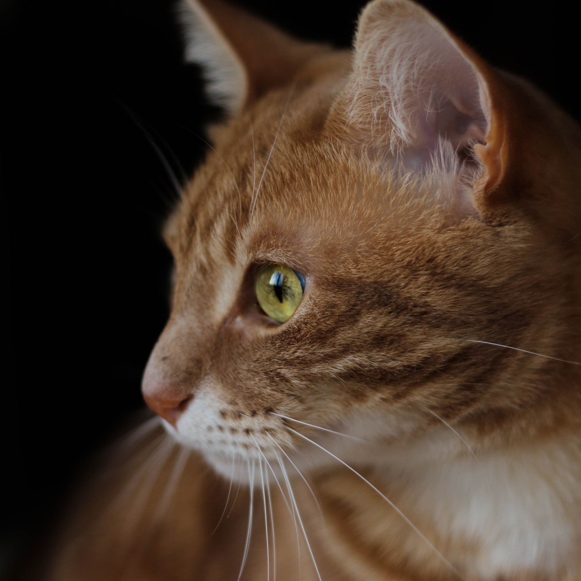 Photographe chien chat Normandie Eure