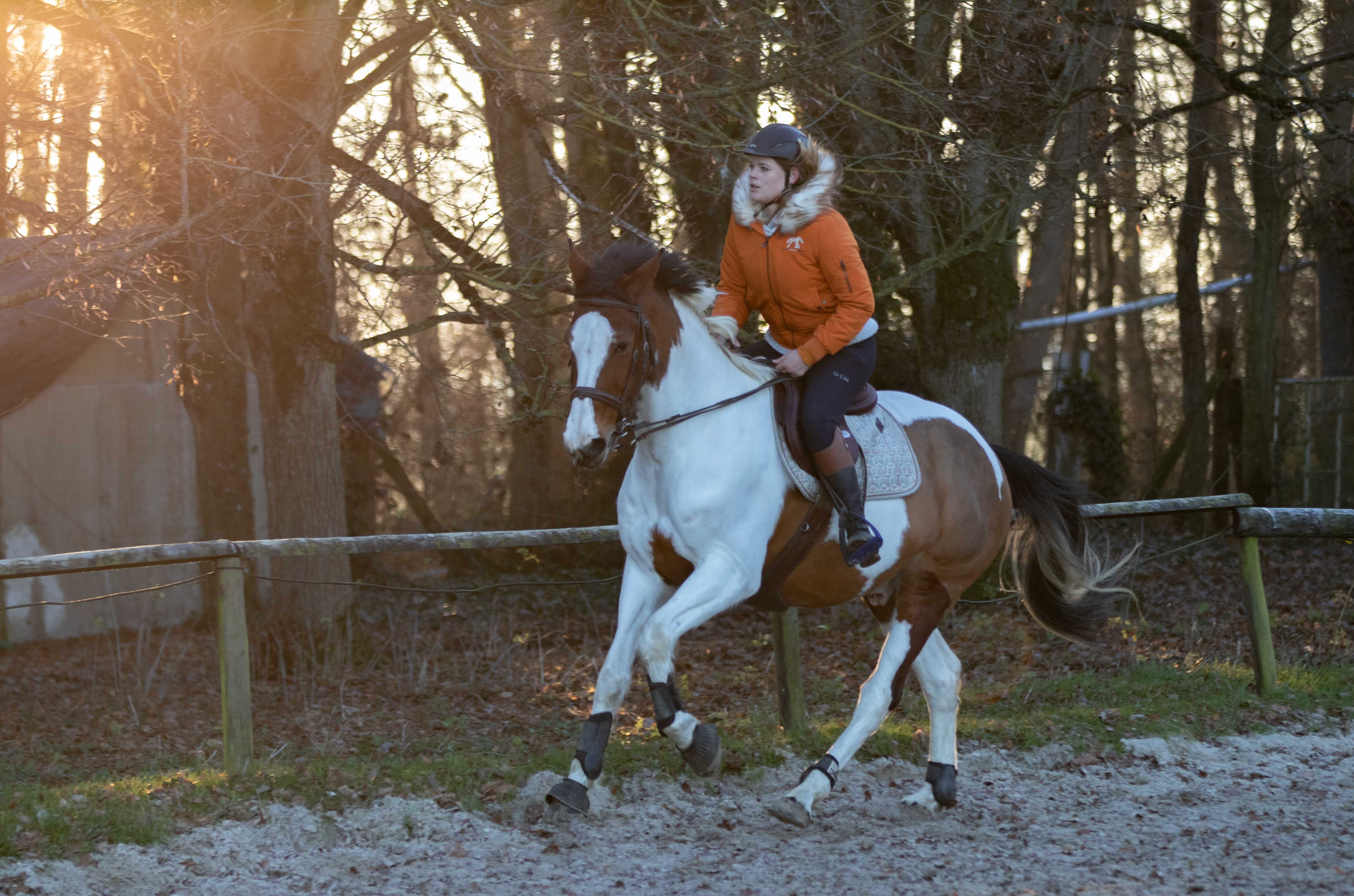 Photographe reportage cheval