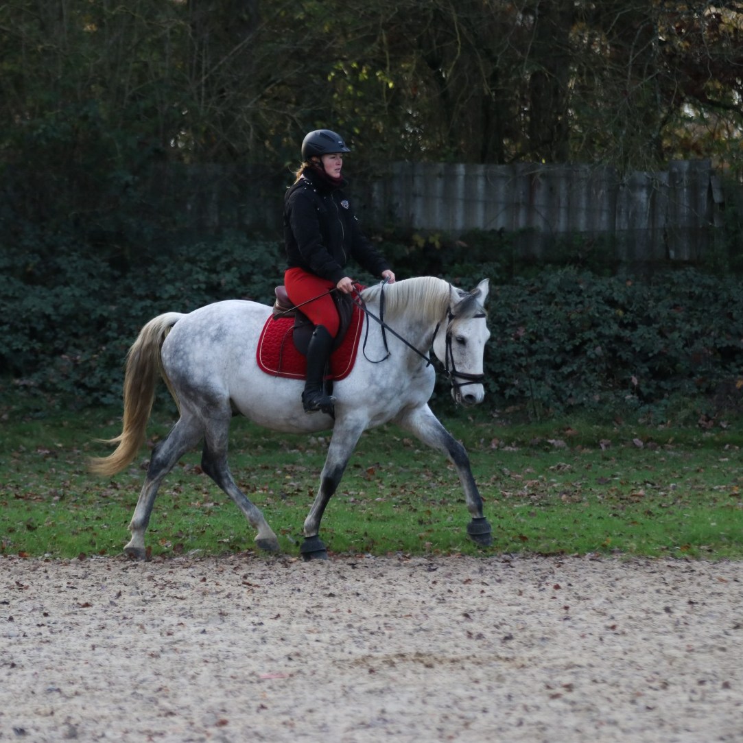Photographe reportage cheval