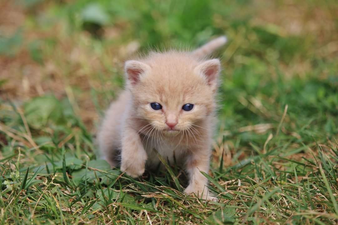 Photographe chien chat Normandie Eure