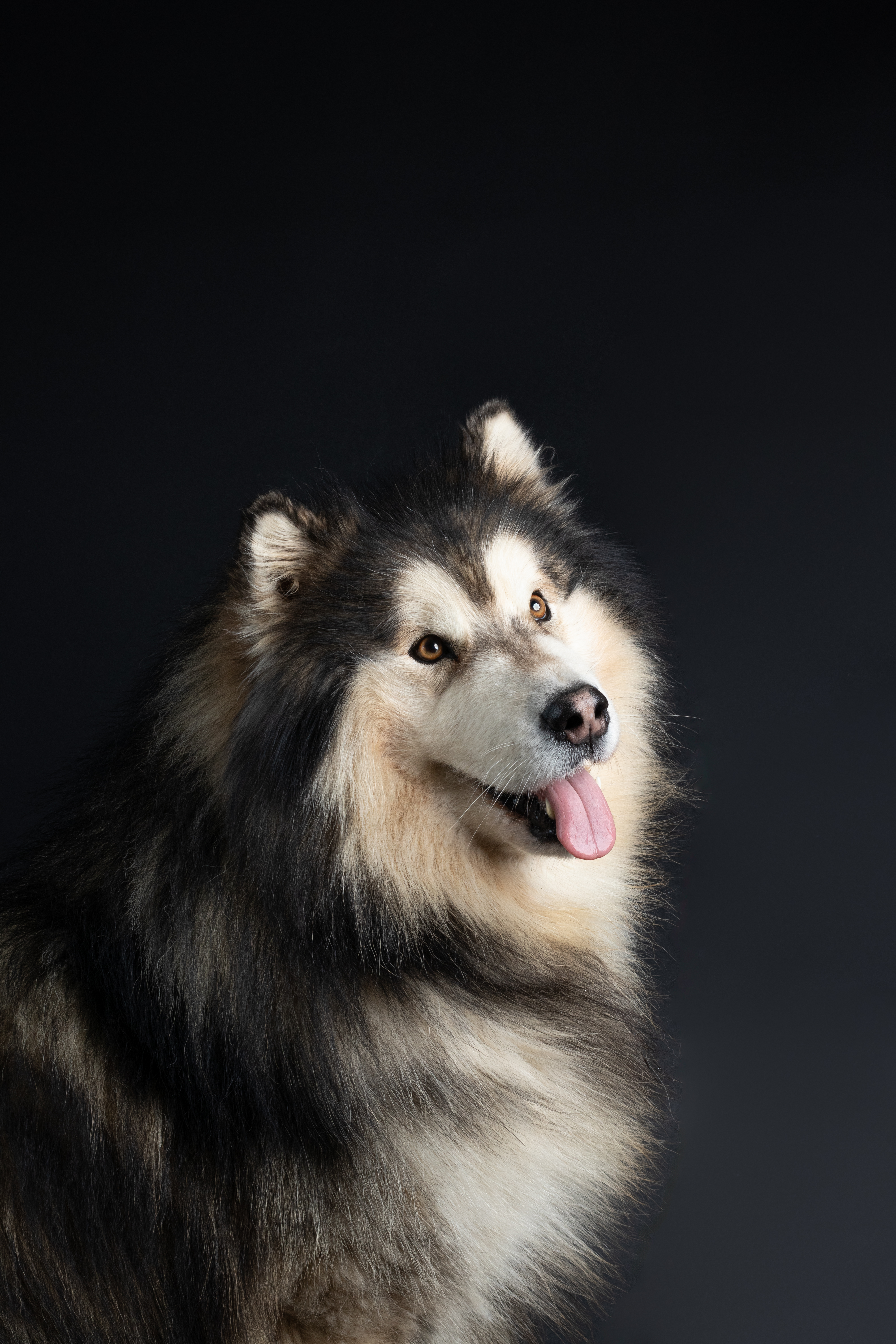 Photo studio d'un Malamute